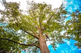 Best Utility Line Clearance  in Waynesboro, GA