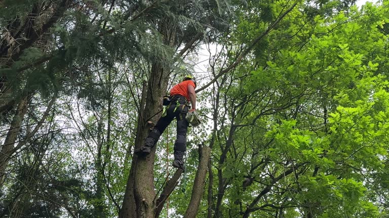 Best Tree and Shrub Care  in Waynesboro, GA