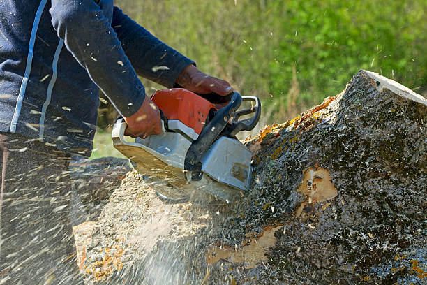 Best Root Management and Removal  in Waynesboro, GA